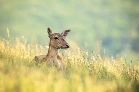 Fallow deer doe lying on field during the summertime. Stock Photos