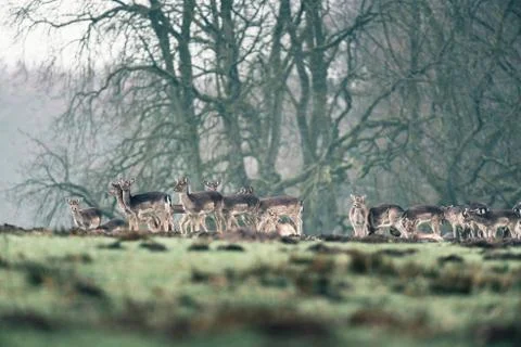 Fallow deer doe standing together in meadow. Stock Photos