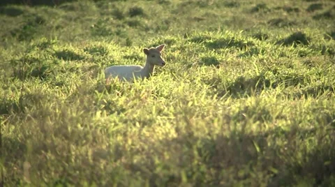 Fallow Deer-Doe walking Stock Footage 62649451