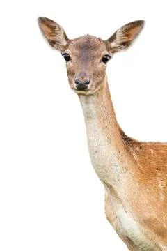 Fallow deer doe watching to the camera cut out on blank. Stock Photos