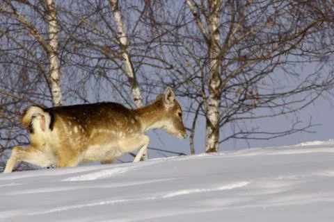 Fallow deer doe in winter Stock Photos