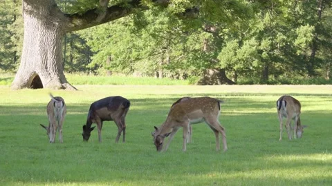 Fallow deer does graze in a meadow by a forest on a sunny day 動画素材 145188436