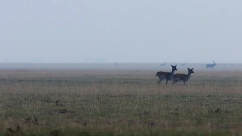Fallow deer does running in twilight Stock Footage 98084056