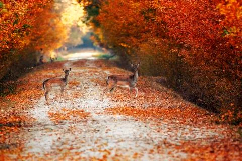 Fallow deer does on rural road in autumn, beautiful colors of foliage ( Dama  Stock Photos