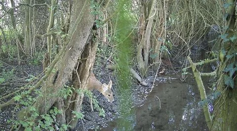 Fallow deer drinking stream water among forest undergrowth Stock Photos