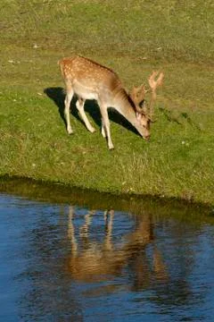 A fallow deer eating grass, next to a river in the sun, refelction in the water Stock Photos