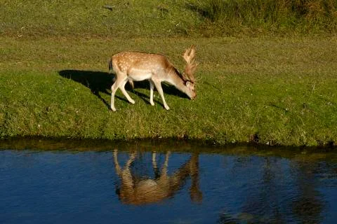 A fallow deer eating grass, next to a river in the sun, refelction in the water Stock Photos