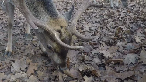 Fallow deer eating in the nature Stock Footage 90791326