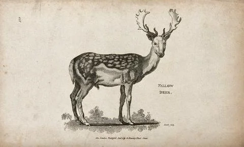 Fallow deer. Etching by Heath. Stock Illustration