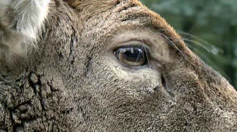 Fallow deer extreme closeup Stock Footage 881765