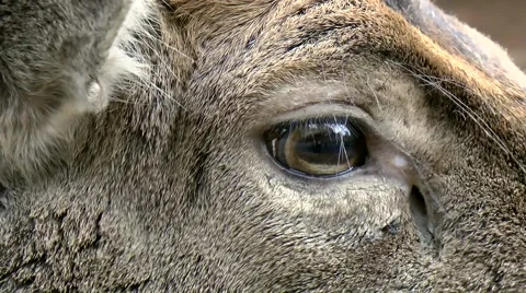 Fallow deer extreme closeup Stock Footage 881767