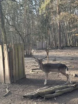 Fallow Deer Facing Camera in Forest Pen Foto stock