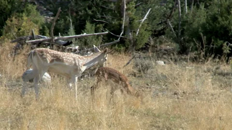 Fallow Deer with Fawn Stock Footage 29891067