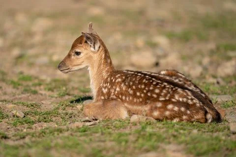 Fallow deer fawn resting on sparse green grass Stock Photos