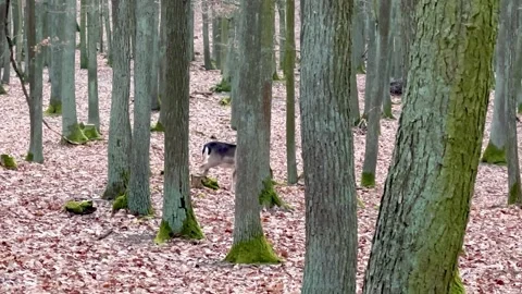 Fallow Deer Feale Walks Away From The Camera In The Forest Between The Trees Stock Footage 264141701