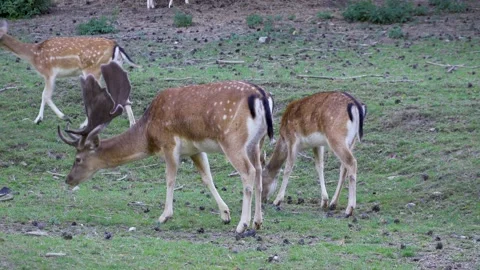 Fallow deer feed on grass in a meadow near the forest Stock Footage 208865512