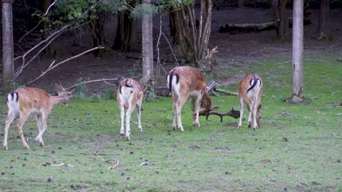 Fallow deer feed on grass in a meadow near the forest Stock Footage 208865701