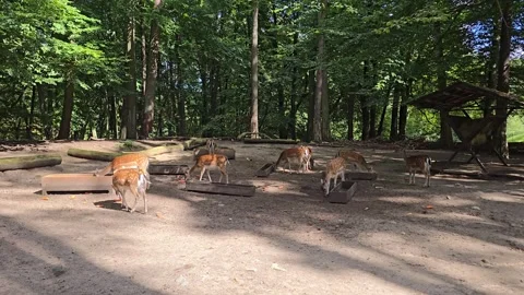 Fallow deer feeding on carrots and trough food in sunny park Stock Footage 346610327