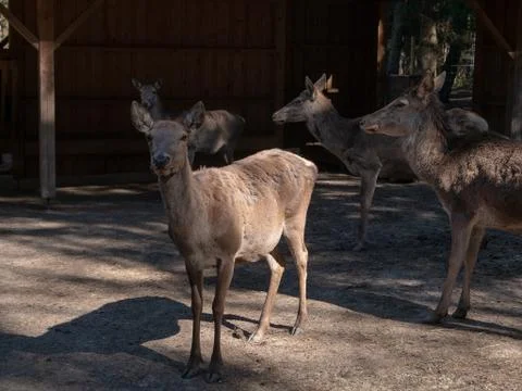 Fallow deer on the feeding-rack Foto stock