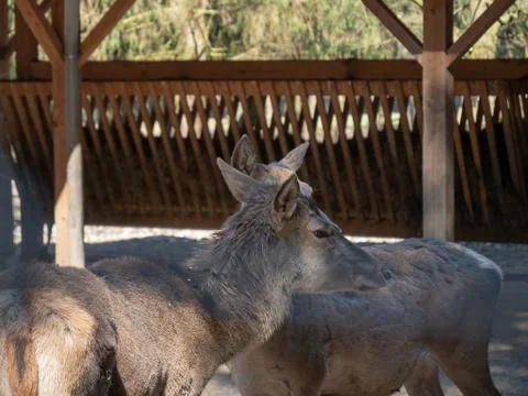 Fallow deer on the feeding-rack Stock Photos