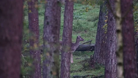 Fallow deer female standing in the forest and watch, autumn Stock Footage 138002865