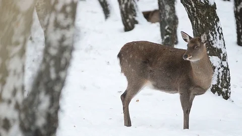 Fallow deer female in winter Stock Footage 69915965