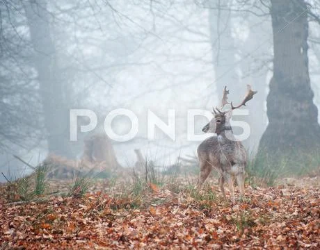 Fallow deer in foggy winter forest landscape Stock Photos