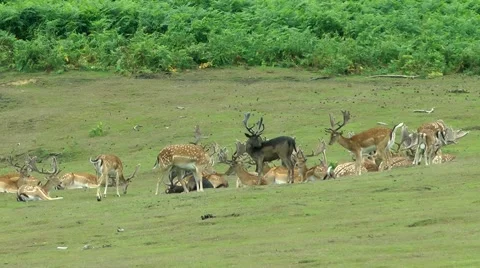 Fallow deer Stock Footage 881768