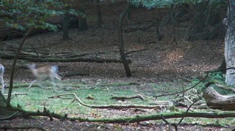 Fallow deer Stock Footage 8829579