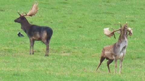 Fallow deer Stock Footage 8968340