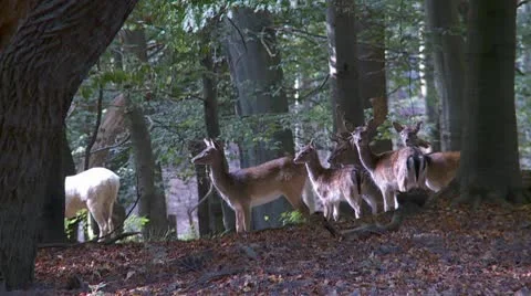 Fallow deer Stock Footage 9445370