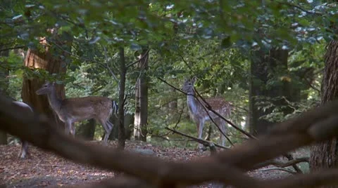 Fallow deer Stock Footage 9445519