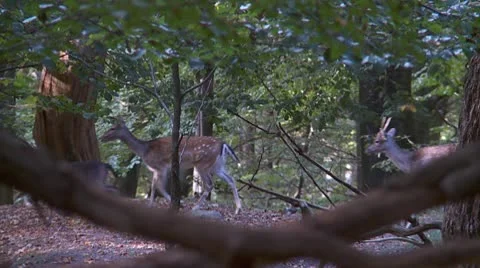 Fallow deer Stock Footage 9445862