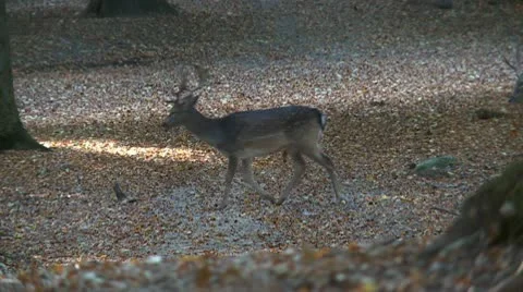 Fallow deer Stock Footage 9445898