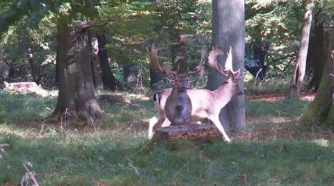 Fallow deer Stock Footage 9446584
