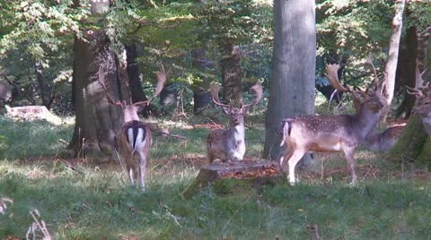 Fallow deer Stock Footage 9447483