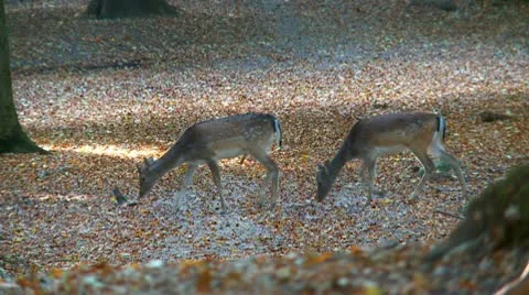Fallow deer Stock Footage 9448818