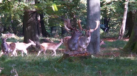 Fallow deer Stock Footage 9449274