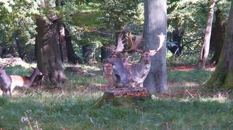 Fallow deer Stock Footage 9449765