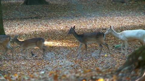 Fallow deer Stock Footage 9450731