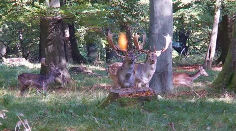 Fallow deer Stock Footage 9451404