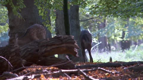 Fallow deer Stock Footage 10585481