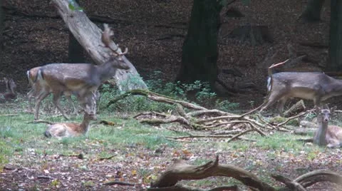 Fallow deer Stock Footage 10585650