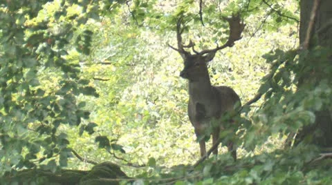Fallow deer Stock Footage 10585690