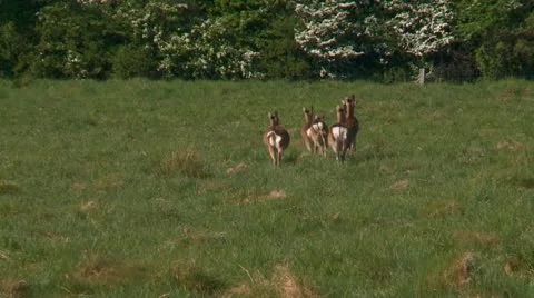 Fallow deer Stock Footage 11109150