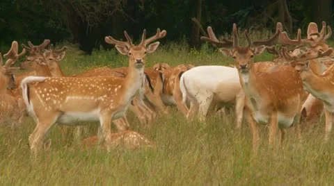 Fallow deer Stock Footage 11399004