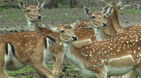 Fallow deer Stock Footage 34382742