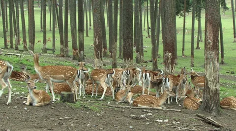 Fallow deer Stock Footage 34382752