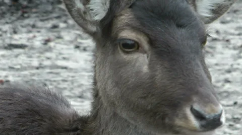 Fallow deer Stock Footage 34382811