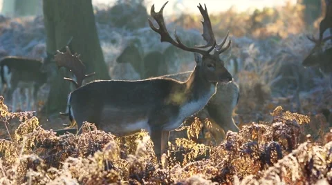 Fallow deer Stock Footage 45426195